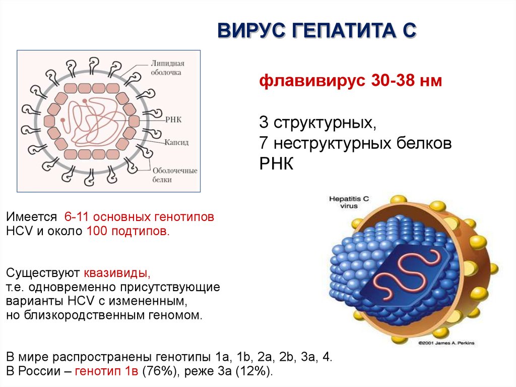 Вирус гепатита б презентация