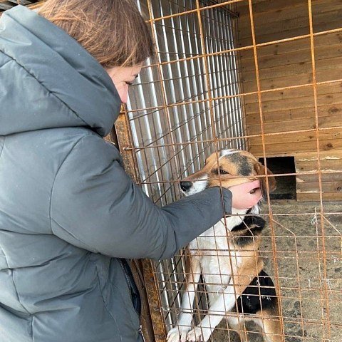 Поможем братьям нашим меньшим Поможем братьям нашим меньшим