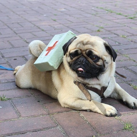 Четвероногие герои войны: Преподаватель ЮЗГУ принял участие в акции «День фронтовой собаки» Четвероногие герои войны: Преподаватель ЮЗГУ принял участие в акции «День фронтовой собаки»